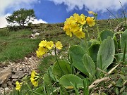 52 Primula auricula (Primula orecchia d'orso)